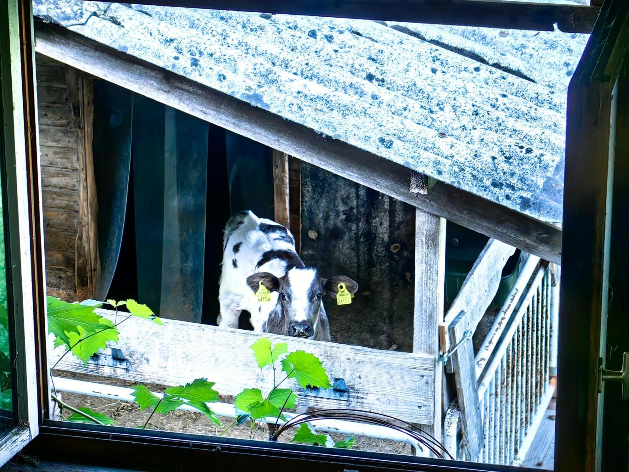 Apartmán Voegelhof Doren Exteriér fotografie
