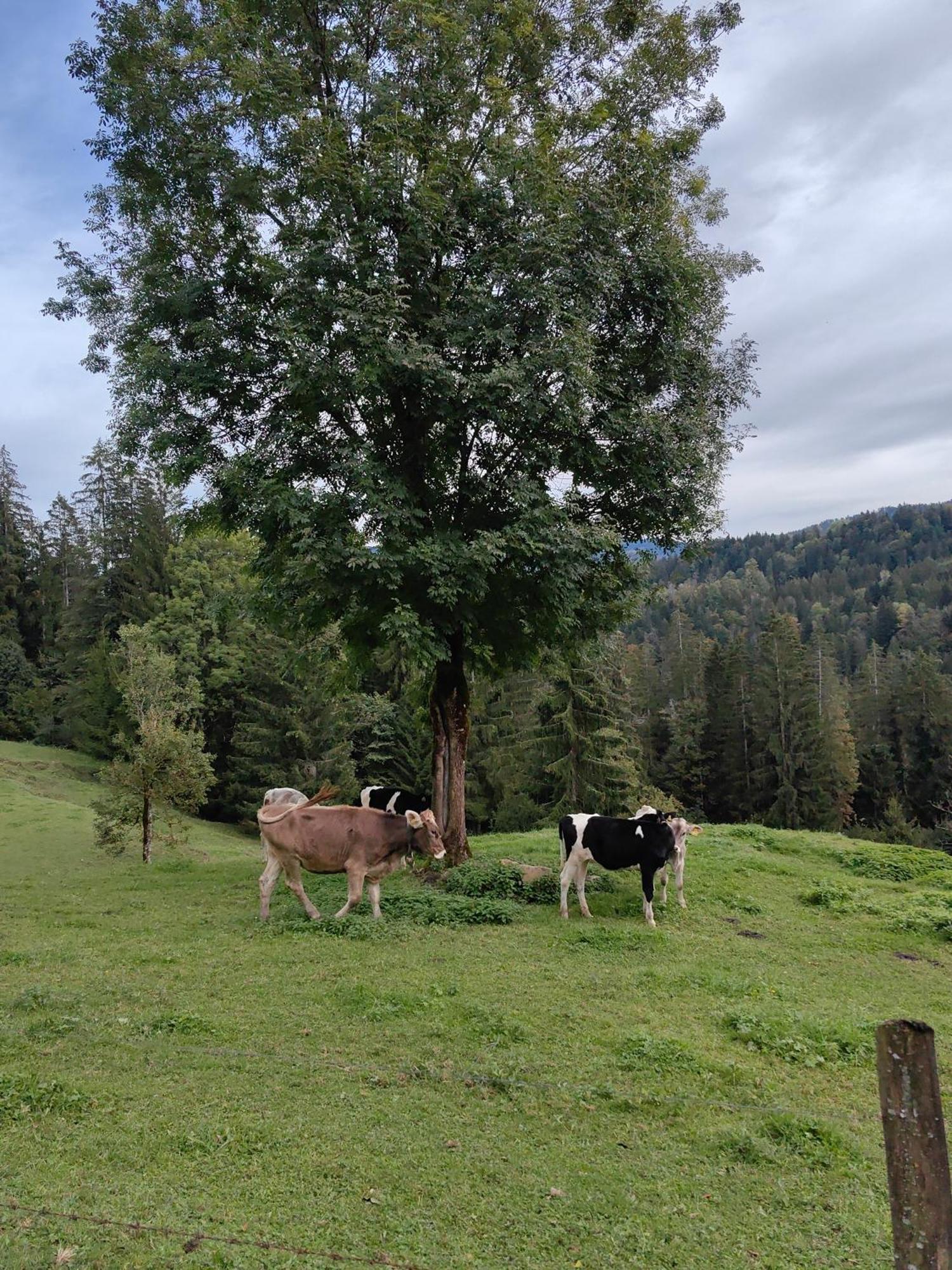 Apartmán Voegelhof Doren Exteriér fotografie